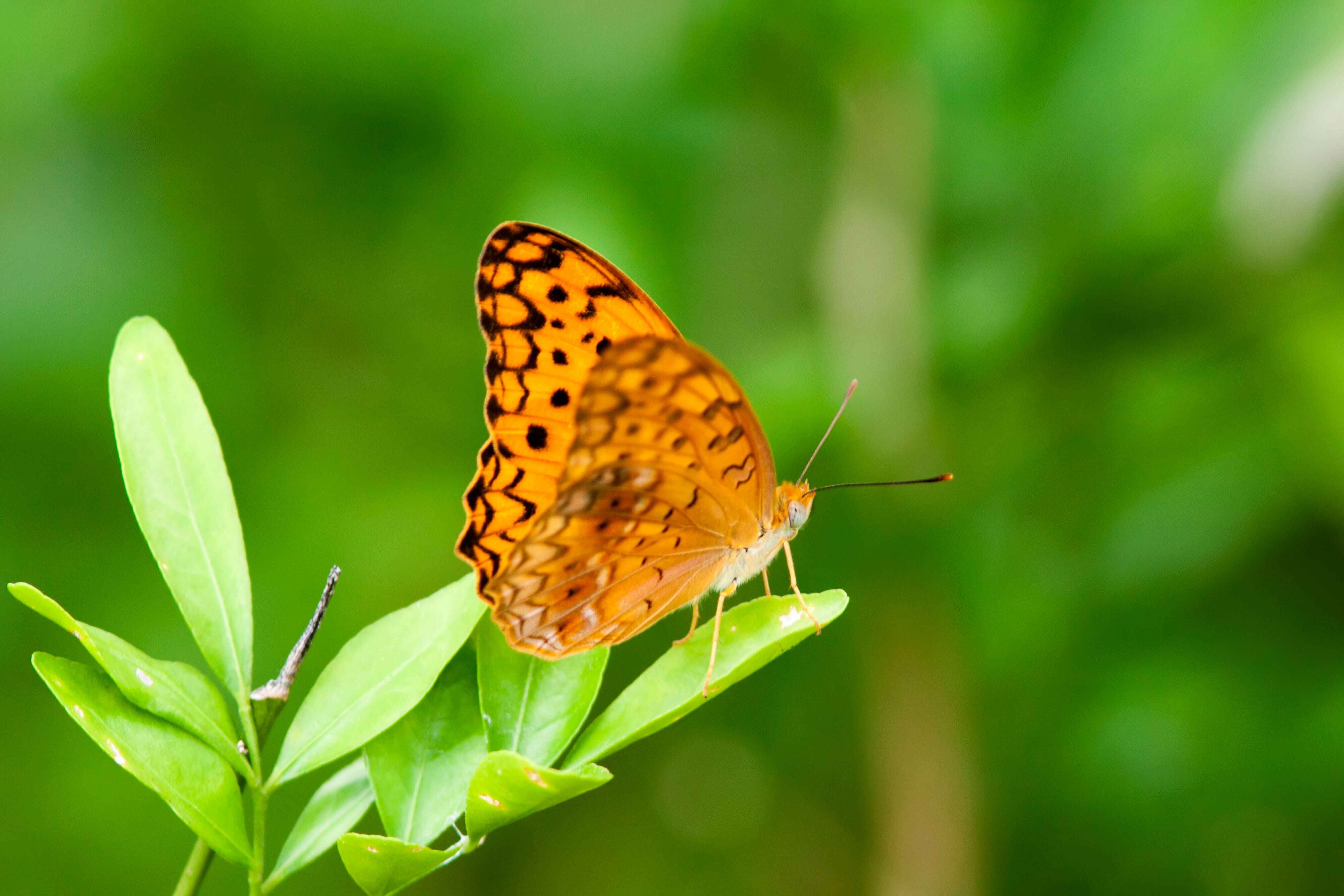 Common Leopard